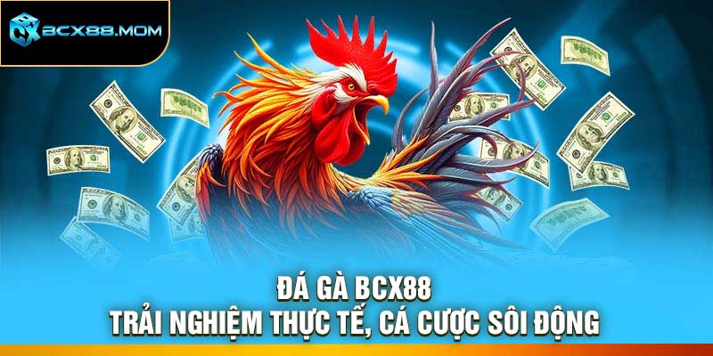 Đá Gà Bcx88 – Trải Nghiệm Thực Tế, Cá Cược Sôi Động